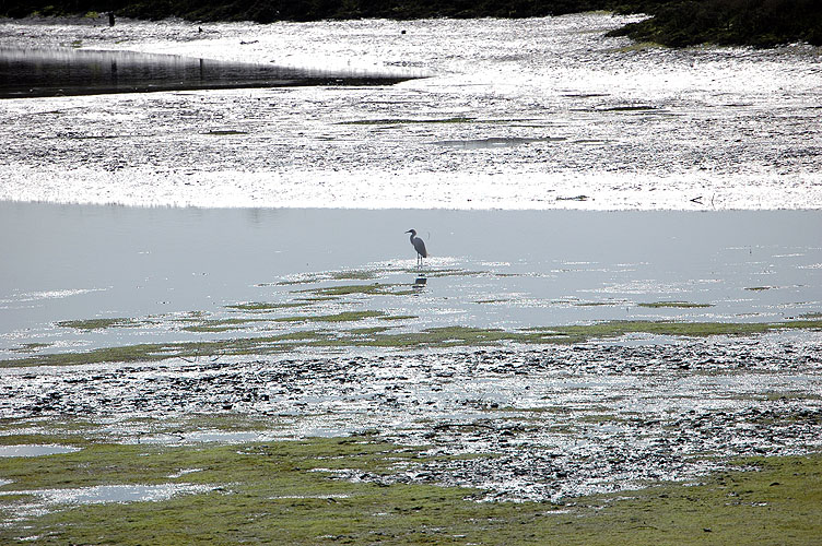 Elkhorn Slough Feb. 2010 043.jpg